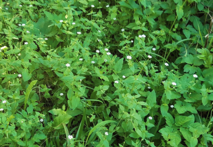 鵝腸菜對生長環(huán)境有什么要求？