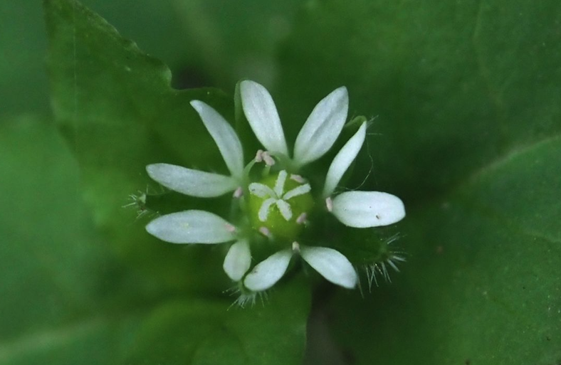 鵝腸菜的生態習性介紹？