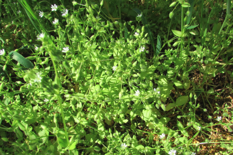 鵝腸菜是什么蔬菜，有什么形態特點？