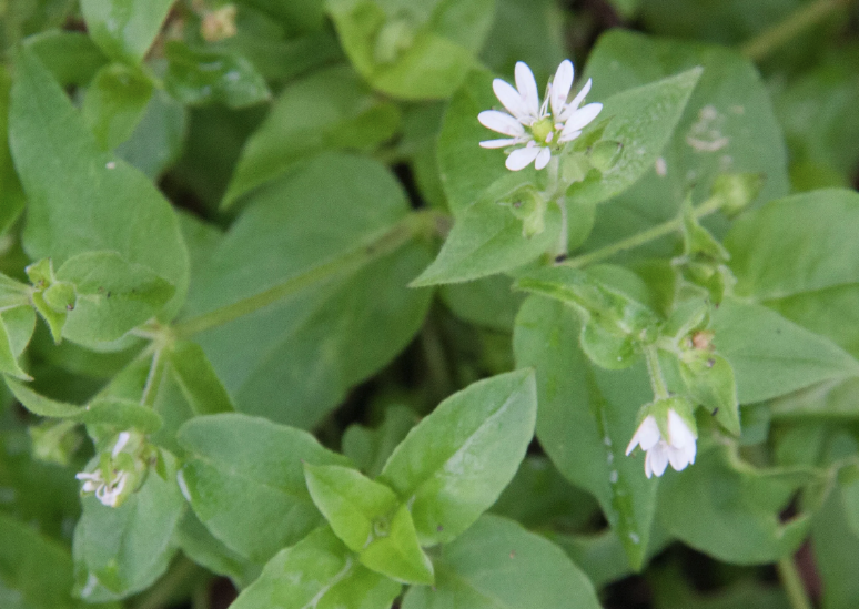 鵝腸菜是什么蔬菜，有什么形態特點？