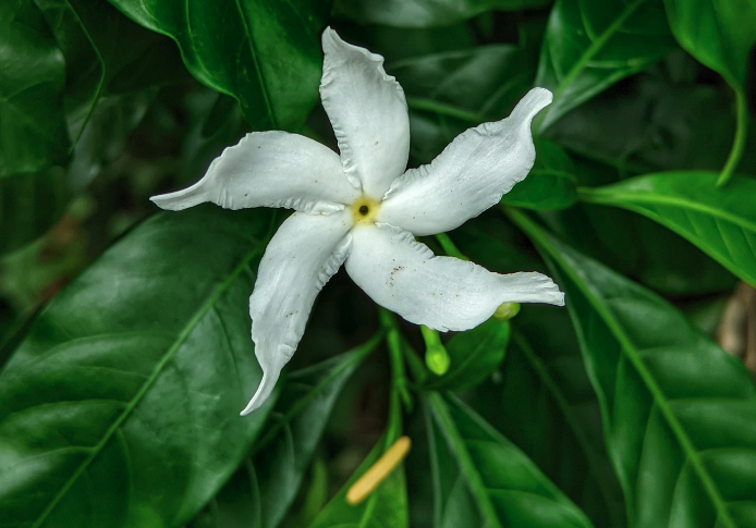 山馬茶的繁殖能力如何？