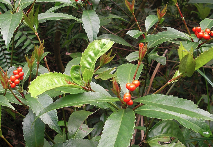 紅果金栗蘭出現(xiàn)薊馬怎么消滅？