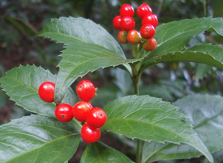 紅果金栗蘭需水量怎么樣？