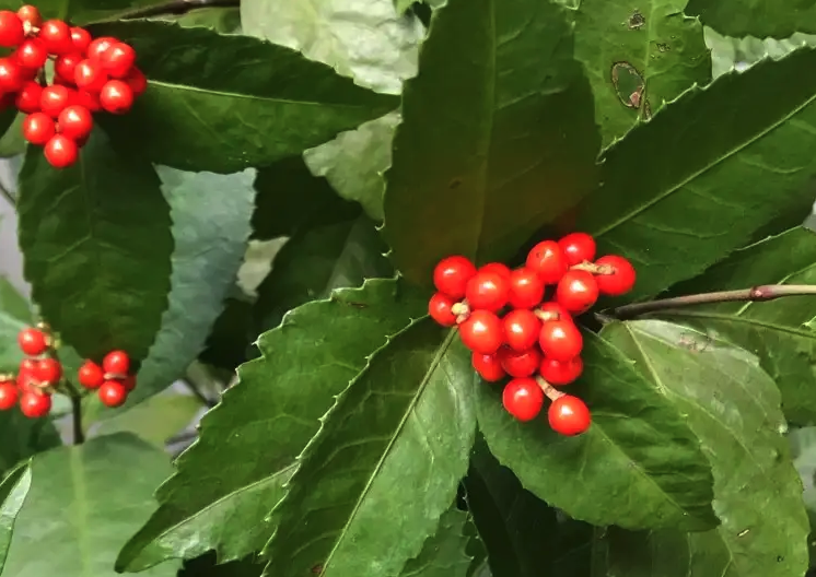 紅果金栗蘭種子培育和催芽方法？