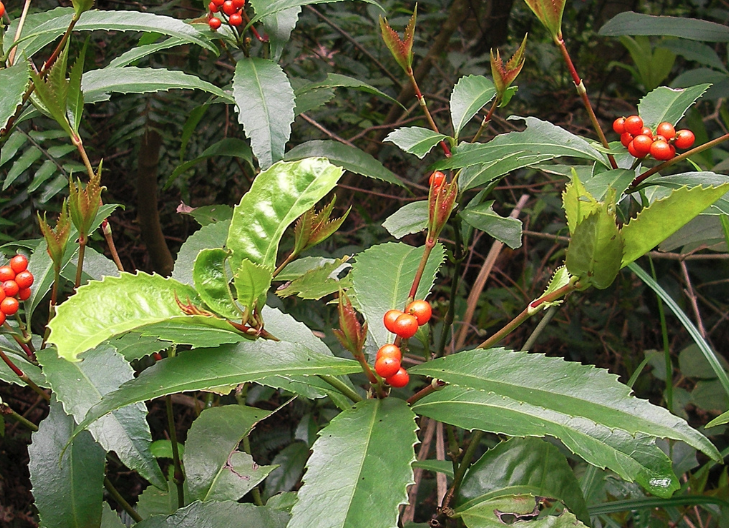 紅果金栗蘭對生長環(huán)境有什么要求？