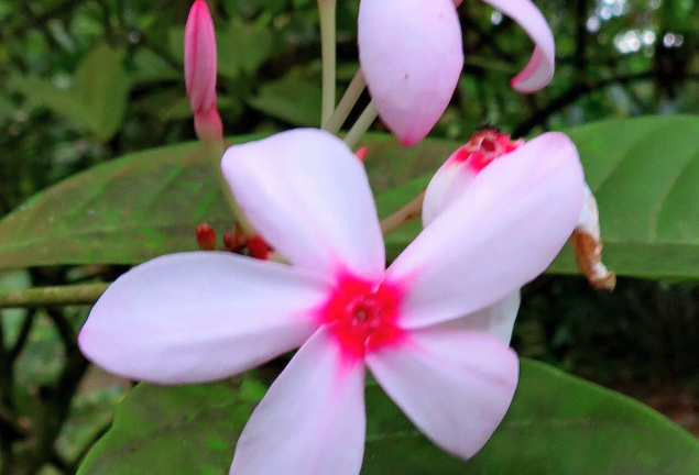 紅花蕊木的環境適應能力如何？