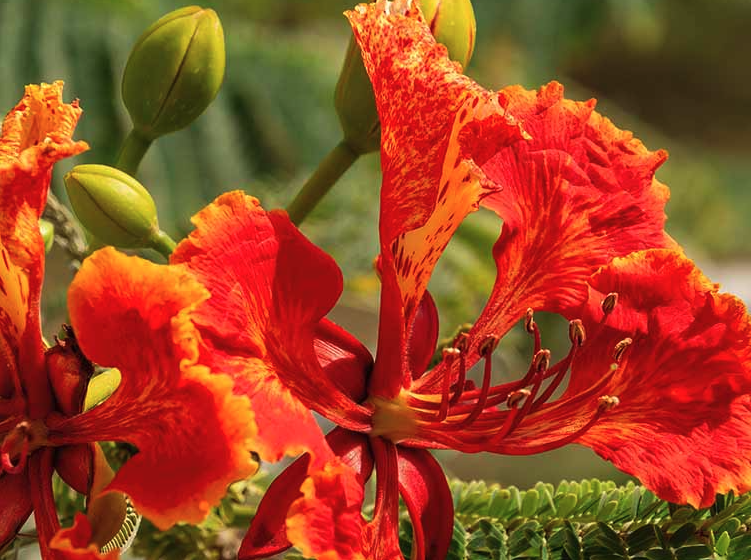 紅蝴蝶種子如何培養發芽?