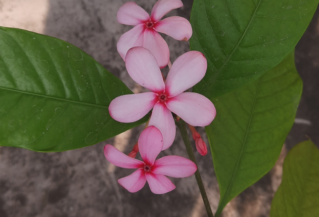 紅花蕊木怎么消滅白粉虱？