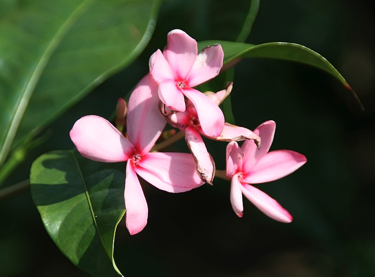 紅花蕊木蟲害預防方法？