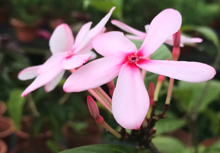 紅花蕊木怎么治療白粉病？