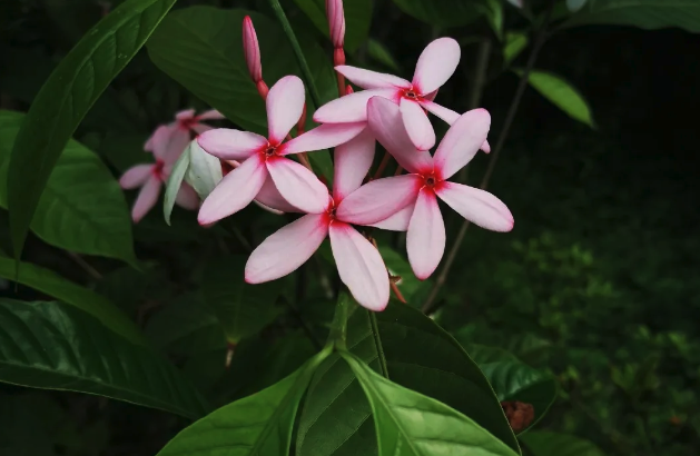 紅花蕊木容易感染的病害？