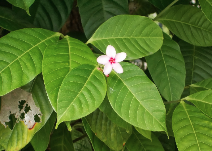 紅花蕊木修剪方法和時機？