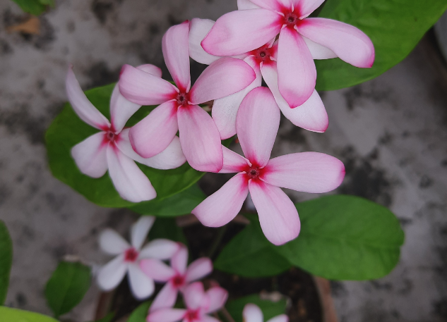 紅花蕊木需水量怎么樣，如何澆水？