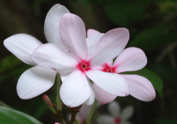 紅花蕊木盆栽前需要準(zhǔn)備什么？