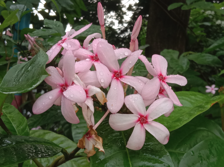 紅花蕊木可以室內種植嗎？