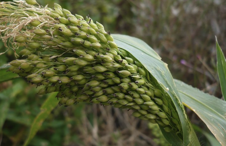 糜子的種植歷史有多久?