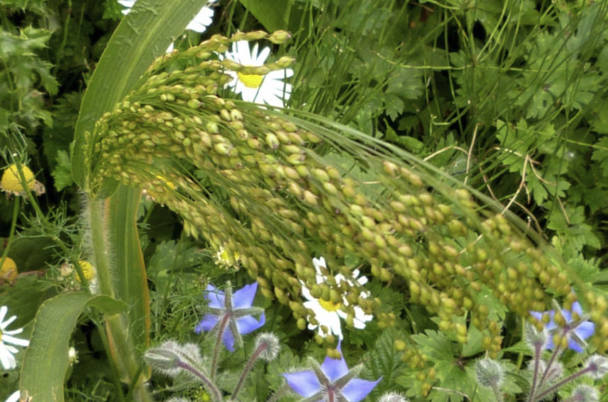 糜子和紫花苜蓿可以混播嗎?