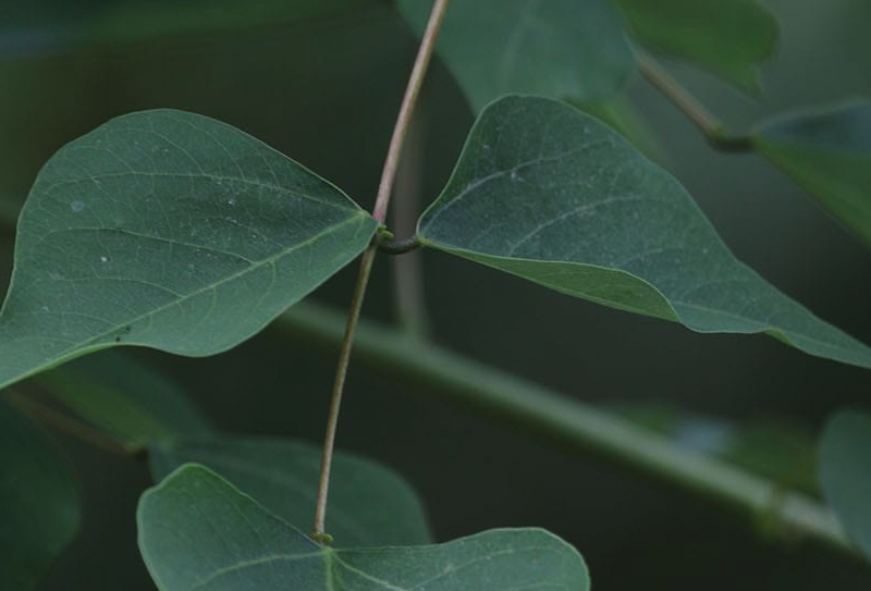 龍牙花葉片出現褐斑是什么原因？