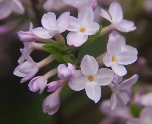 蕪花種植技巧