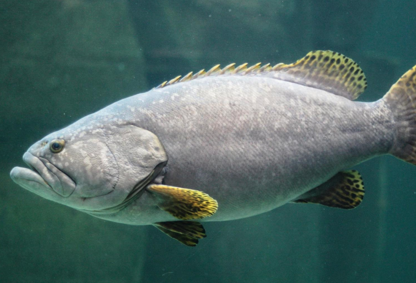 鞍帶石斑魚(yú)幼魚(yú)的存活率怎么樣？