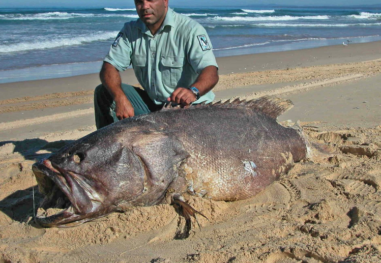 釣鞍帶石斑魚需要什么魚竿？