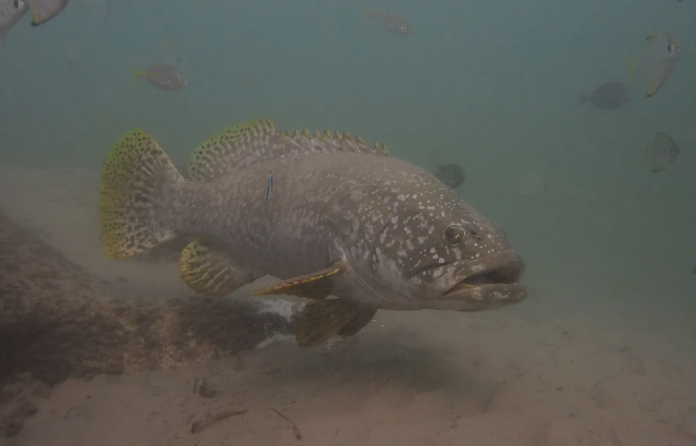 鞍帶石斑魚對什么餌料感興趣？