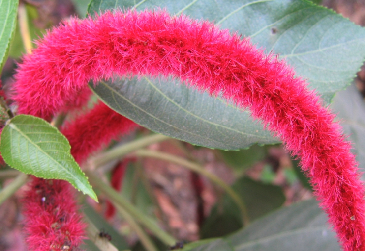 紅花鐵莧適合什么生長氣候？