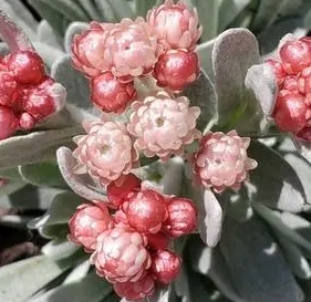 銀葉蠟菊種植技巧及花語