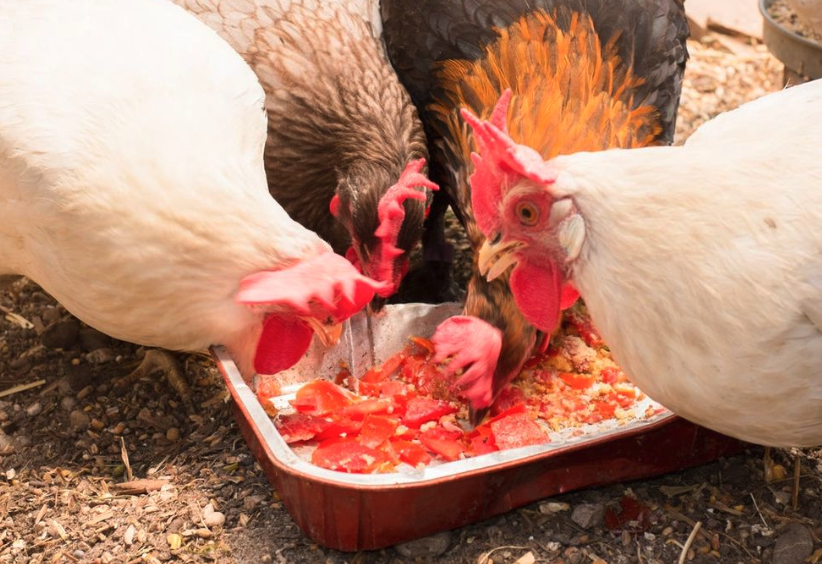 飼料的組合效應機制是什么？