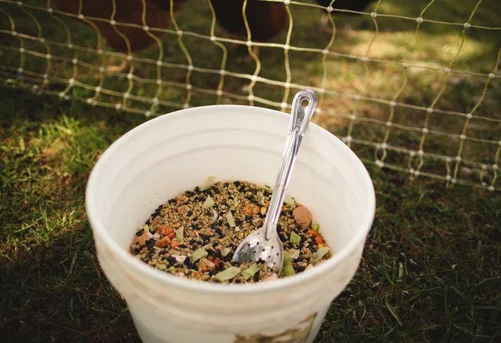 哪些易致便秘性飼料會影響綿羊？