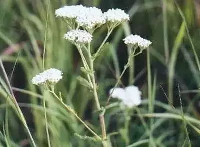 50種常見送花花語