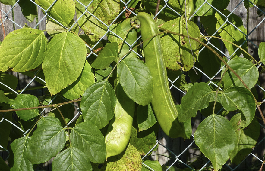 刀豆感染霜霉病的癥狀?