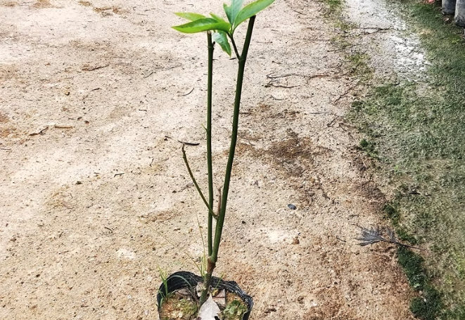 夜香木蘭的寓意和花語？