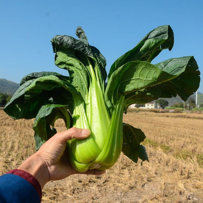 <strong>2024年冬油菜菌核病防控技術(shù)最新方案</strong>