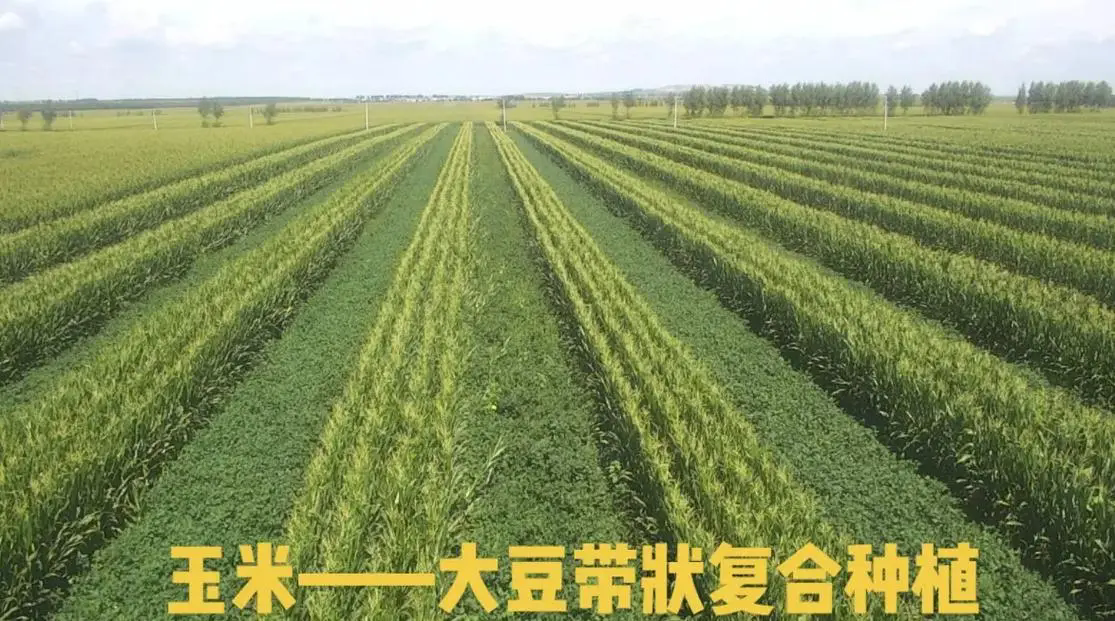 <strong>2024年大豆玉米帶狀復合種植病蟲害防控技術(shù)最新方案</strong>