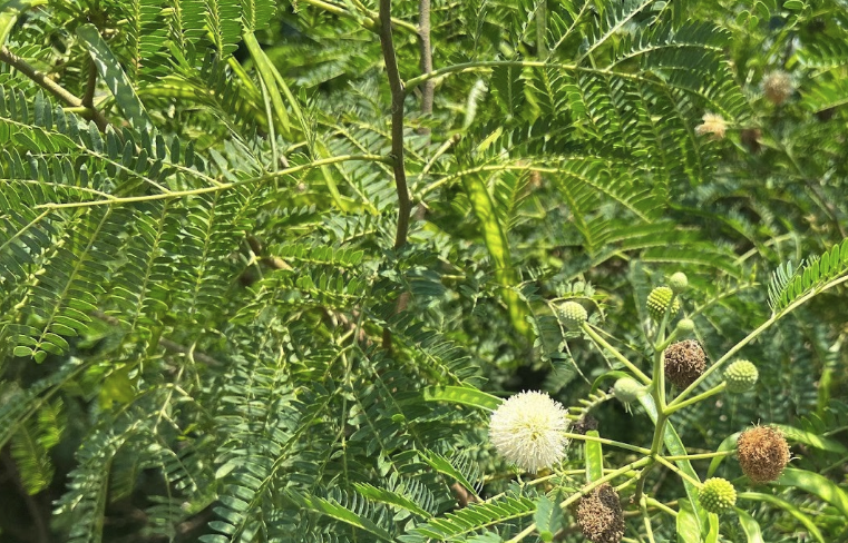 銀合歡嫁接的方法?