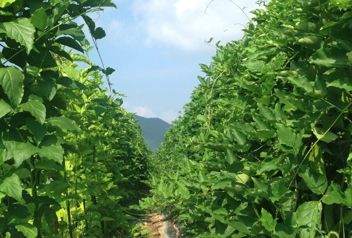 刀豆有什么藥用價值？