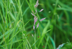 <strong>飼草中霉菌繁殖的條件？</strong>