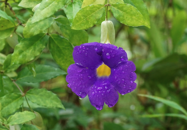 立鶴花可以在室內栽種嗎？