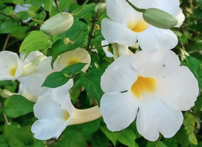 立鶴花的花朵形態特點？