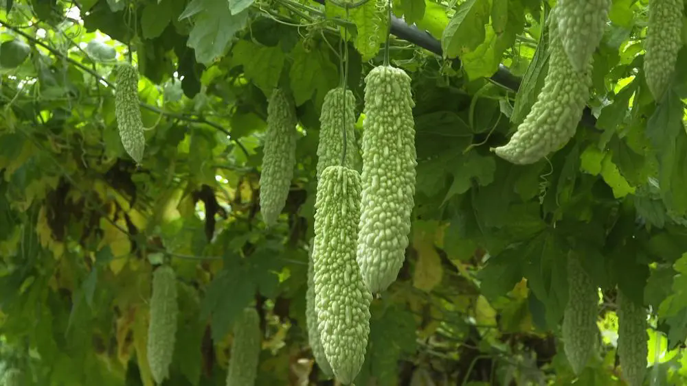 苦瓜種植技巧之苦瓜種子如何有效發(fā)芽?