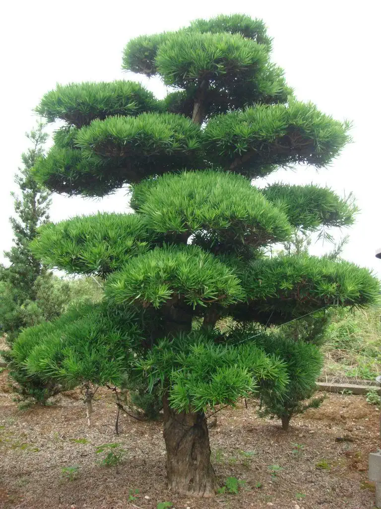 <strong>羅漢松怎么修剪看起來(lái)高大挺拔氣勢(shì)如虹</strong>