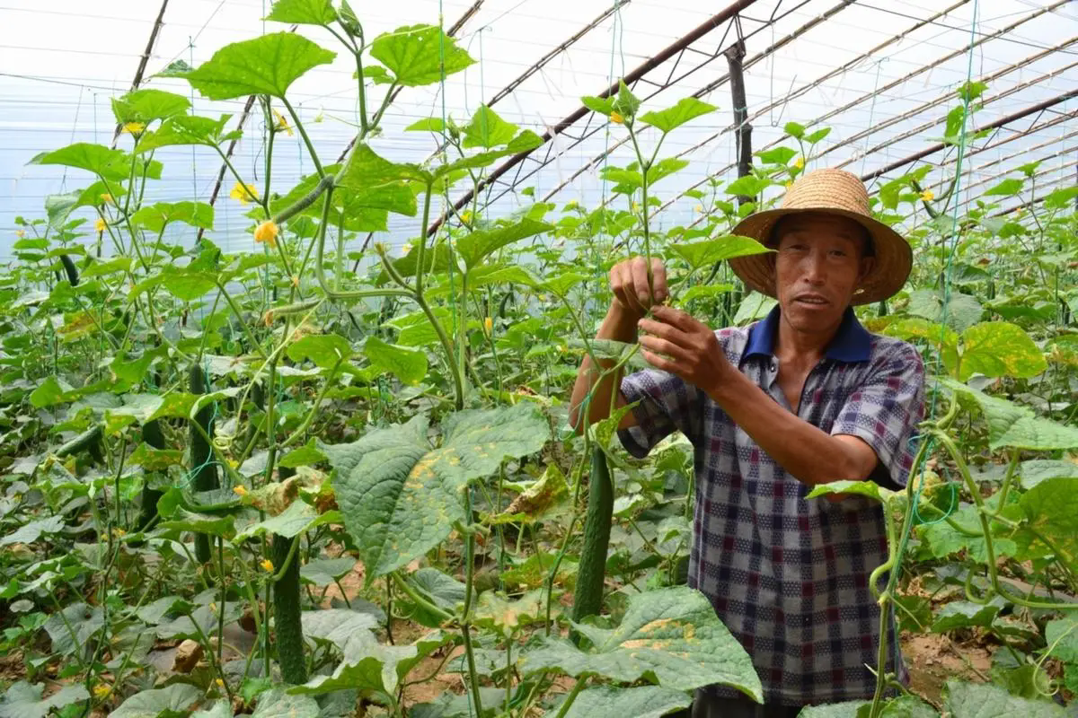 大棚蔬菜茶黃螨怎么防治?茶黃螨的識別及防治方法。