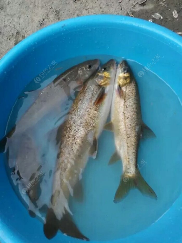 釣魚(yú)有什么技巧？什么魚(yú)餌大魚(yú)喜歡吃