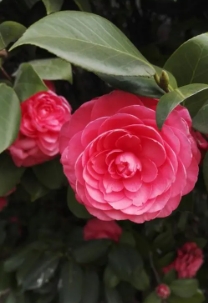 小眾花卉福祿考半枝蓮茶梅勿忘我十大功勞藍(lán)雪花紫花地丁藍(lán)花楹花煙草等數(shù)十