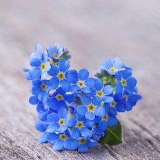 小眾花卉福祿考半枝蓮茶梅勿忘我十大功勞藍(lán)雪花紫花地丁藍(lán)花楹花煙草等數(shù)十