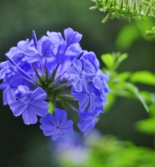 小眾花卉福祿考半枝蓮茶梅勿忘我十大功勞藍(lán)雪花紫花地丁藍(lán)花楹花煙草等數(shù)十