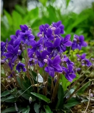 小眾花卉福祿考半枝蓮茶梅勿忘我十大功勞藍(lán)雪花紫花地丁藍(lán)花楹花煙草等數(shù)十