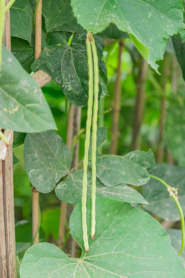 豆角種植產(chǎn)量低的原因是什么