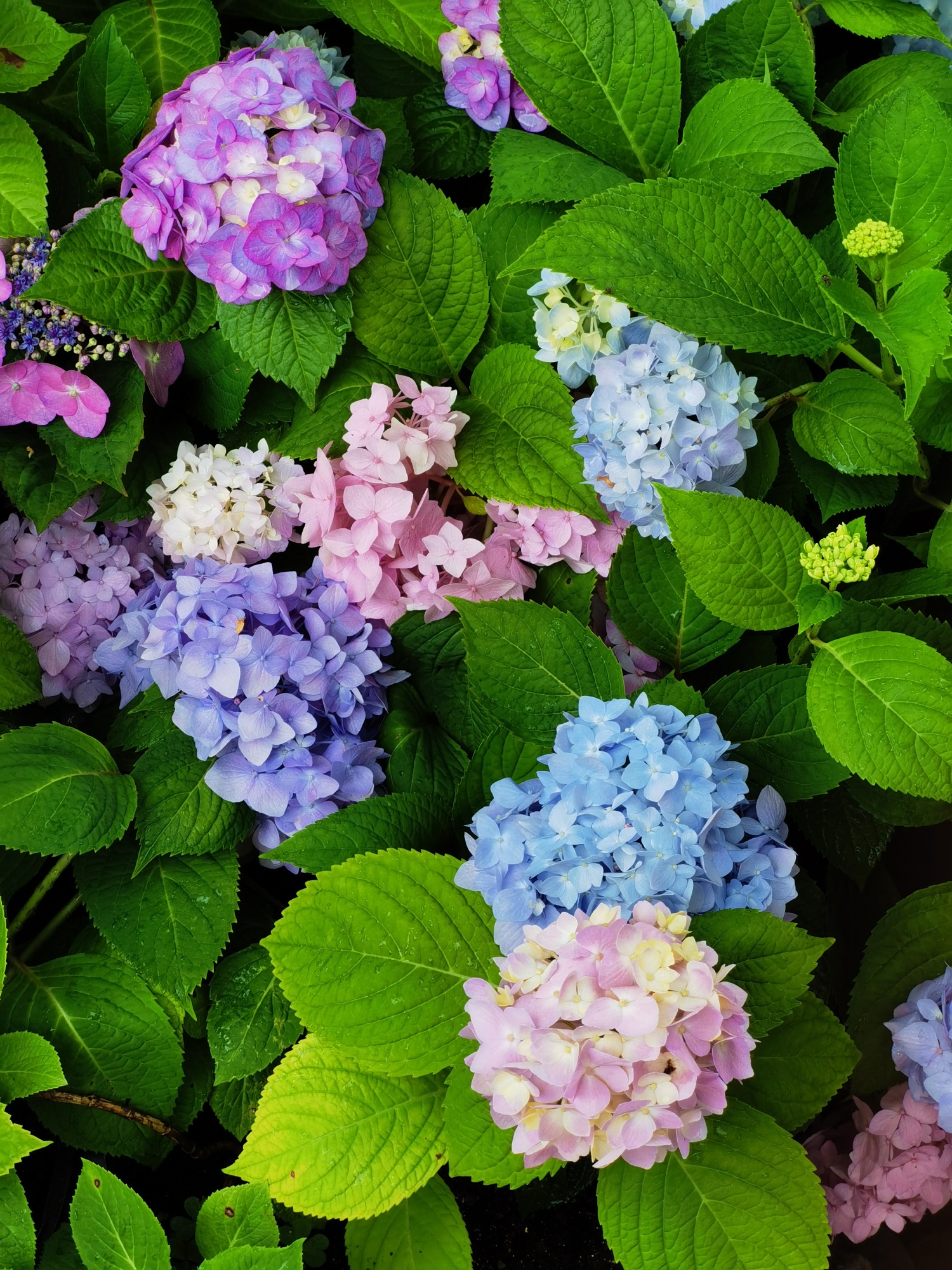 盆栽繡球花幾月移栽最好活